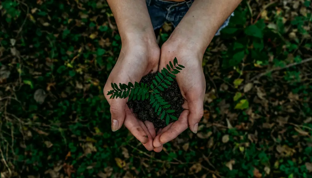 A woman's hands cupping a seedling in a little bit of dirt